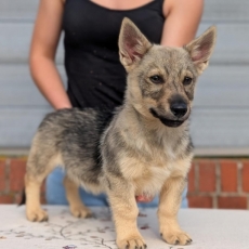 Chiot Spitz des Visigoths de race LOF avec pedigree à adopter.