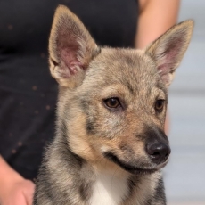 Chiot Spitz des Visigoths de race LOF avec pedigree à adopter.