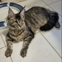 Maine Coon disponible en Haute-Garonne