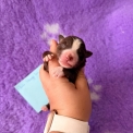 Chiot Berger américain miniature sans pedigree – prix 1260 €.
