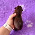 Chiot Berger américain miniature sans pedigree – prix 1260 €.