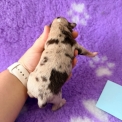 Chiot Berger américain miniature sans pedigree – prix 1560 €.