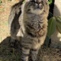 Chaton Maine Coon de race – prix 1450 €.