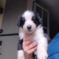 Chiot Border Collie sans pedigree  en région Nouvelle-Aquitaine.