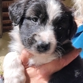 Chiot Border Collie sans pedigree en région Nouvelle-Aquitaine.