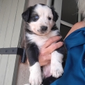 Chiot Border Collie sans pedigree  en région Nouvelle-Aquitaine.