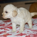 Chiot Caniche Nain de race – prix 1500 €.