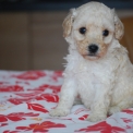 Chiot Caniche Nain de race  en région Nouvelle-Aquitaine.