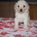 Caniche Nain disponible dans la Vienne