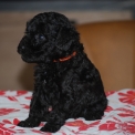Chiot Caniche Nain de race � prix 1650 �.