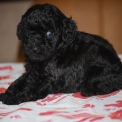 Chiot Caniche Nain de race � prix 1650 �.