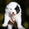 Laika de Yakoutie disponible dans le Calvados