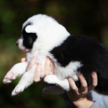 Laika de Yakoutie disponible dans le Calvados