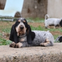 Basset Bleu de Gascogne chiot vendu 850 €