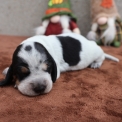 Chien Basset Bleu de Gascogne proposé par l’élevage des vallées longeronnaises.