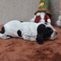 Chiot Basset Bleu de Gascogne de race en région Pays de la Loire.