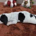 Basset Bleu de Gascogne disponible dans le Maine-et-Loire