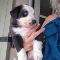 Chien Border Collie proposée par l’élevage Canina & Co.