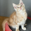 Chaton Maine Coon de race – prix 1450 €.