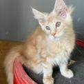 Chat Maine Coon proposé par l’élevage Chatterie de la croix Lorraine.