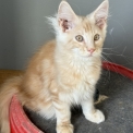 Chat Maine Coon proposé par l’élevage Chatterie de la croix Lorraine.