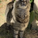 Chaton Maine Coon de race – prix 1450 €.