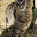 Chat Maine Coon proposé par l’élevage Chatterie de la croix Lorraine.