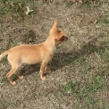 Petit chien Russe disponible dans le Finistère