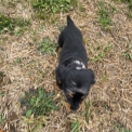 Chiot Teckel nain à poil long de race – prix 3550 €.