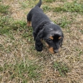 Chien Teckel nain à poil long proposé par l’élevage EARL DES TERRES DES FORGES.