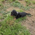 Chien Teckel nain à poil long proposé par l’élevage EARL DES TERRES DES FORGES.
