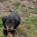 Chiot Teckel nain à poil long de race – prix 3550 €.