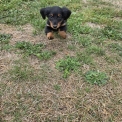 Chien Teckel nain à poil long proposée par l’élevage EARL DES TERRES DES FORGES.