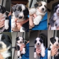 Chiot Border Collie sans pedigree  en région Nouvelle-Aquitaine.