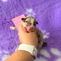 Chien Berger américain miniature proposée par l’élevage Domaine des terres lorginoise.