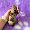 Chiot Berger américain miniature sans pedigree – prix 1660 €.