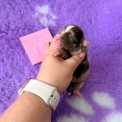 Chiot Berger américain miniature sans pedigree – prix 1660 €.