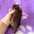 Chiot Berger américain miniature sans pedigree – prix 1360 €.