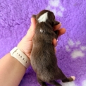 Chiot Berger américain miniature sans pedigree – prix 1360 €.