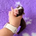 Chiot Berger américain miniature sans pedigree – prix 1360 €.