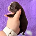 Chiot Berger américain miniature sans pedigree – prix 1360 €.