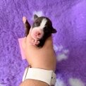 Chiot Berger américain miniature sans pedigree en région Hauts-de-France.