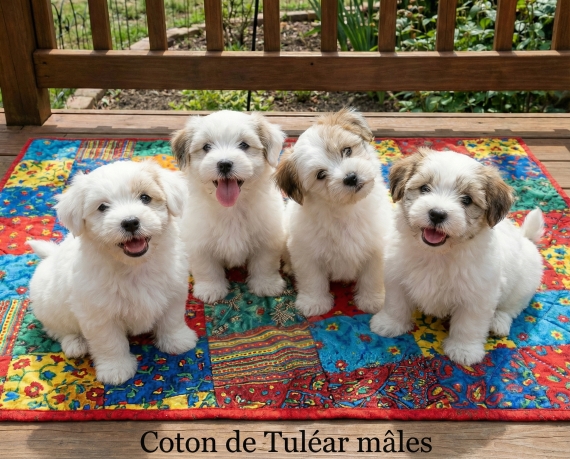 Petit mâle Coton de Tulear né le 30/12/2025 est proposé – vendu 750 €.