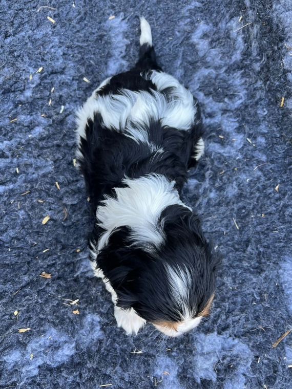 Petite femelle Cavalier King Charles née le 15/01/2026 est proposée – vendue 1500 €.