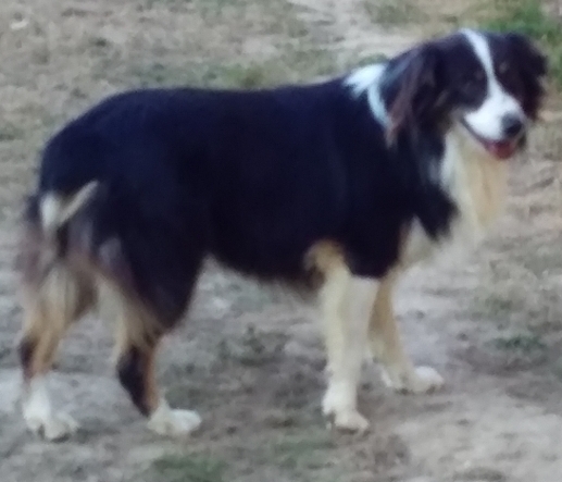 Petit mâle  né le 24/01/2026 est proposé – vendu 1500 €.