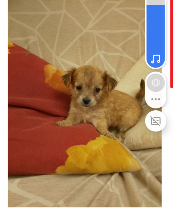 Petite femelle Chihuahua née le 19/02/2026 est proposée – vendue 1100 €.