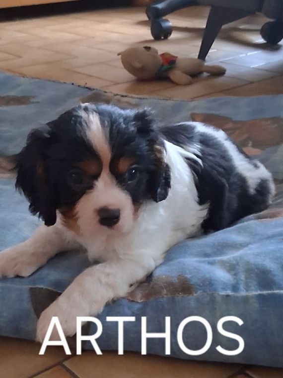 Petit mâle Cavalier King Charles né le 28/09/2025 est proposé – vendu 1500 €.