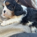Chiot Cavalier King Charles de race  en région Provence-Alpes-Côte d'Azur.