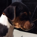Ce petite mâle Terrier Brésilien proposé à l’achat est né le 17/08/2020.