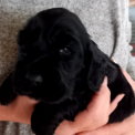 Chiot d’apparence de race Cocker Anglais Spaniel à adopter.